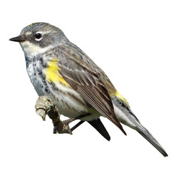 Yellow-rumped Warbler (Setophaga coronata) North American Bird Isolated on White Background