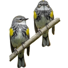 Yellow-rumped Warbler (Setophaga coronata) North American Bird Isolated on White Background