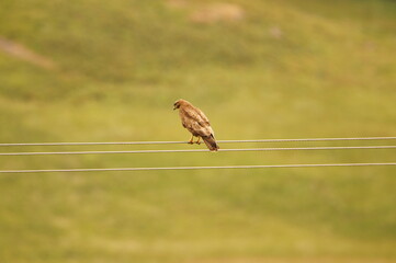 Common Buzzard (Buteo buteo) on the Inner Herbrides Isle of Mull, Scotland, UK