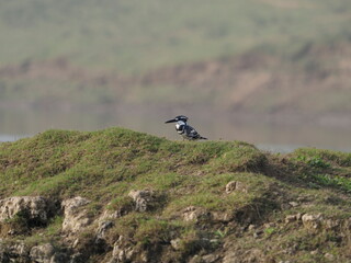pied kingfisher 