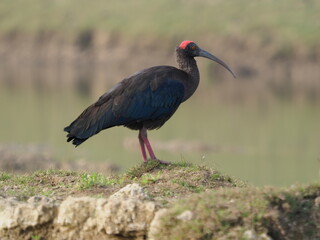 red naped ibis bird in india