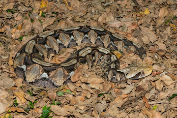 Gaboon Adder (Bitis gabonica), also called the Gaboon Viper, displaying its beautiful camouflage patterns against the dead leaves of the forest floor