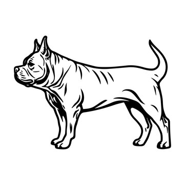 Standing American Bully Dog, American Bully Dog monochrome clip art. Vector illustration