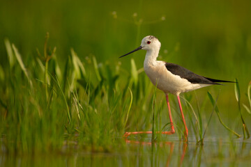 Szczudłak (Himantopus himantopus)