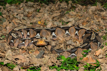 The beautiful camouflage of the Gaboon Adder (Bitis gabonica), also called the Gaboon Viper, in its...
