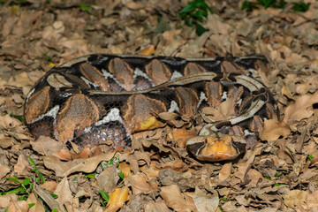 Naklejka premium The beautiful camouflage of the Gaboon Adder (Bitis gabonica), also called the Gaboon Viper, in its natural habitat 