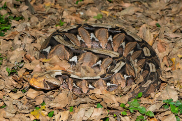 The beautiful camouflage of the Gaboon Adder (Bitis gabonica), also called the Gaboon Viper, in its natural habitat 