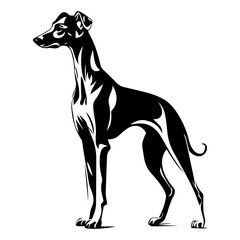 Obraz premium Standing Whippet Dog, Whippet Dog monochrome clip art. Vector illustration