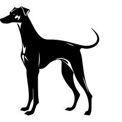 Obraz premium Standing Whippet Dog, Whippet Dog monochrome clip art. Vector illustration