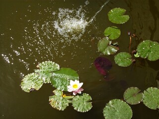 Fiore di Ninfea galleggia sull'acqua.