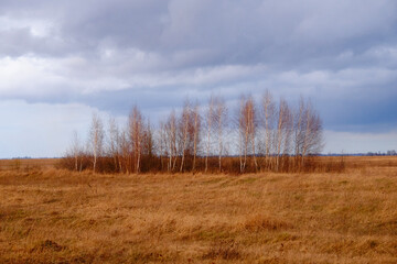 Obraz premium Cloudy skies loom over a cluster of leafless trees amidst wild grass.