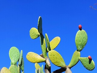 Fichi d'indi verdi con frutti rossi su cielo azzurro.