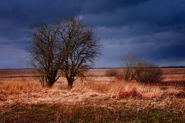 The image shows a leafless tree in an open field with overcast skies.