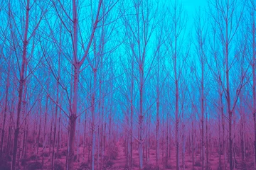 Papier Peint photo Turquoise Beautiful foggy morning. Bare trees with magic light in the early morning