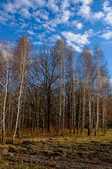 A forest of bare birch trees under a blue sky with scattered clouds.