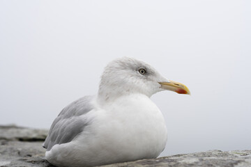 Closeup of seagull standing and curled up on gray rock looking out to sea on a foggy day on the Irish coast