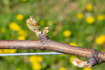 A close up of developing leaves on a vine during spring, in a Sussex vineyard