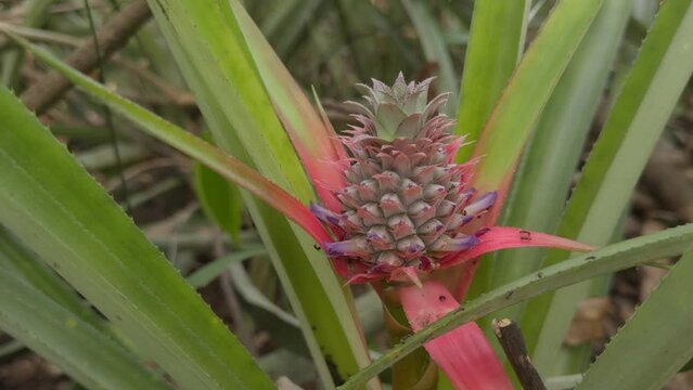 young pineapple in the garden