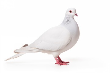 pigeon isolated on white background