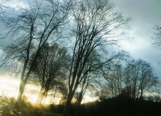 Kahle hohe Bäume vor blauem Himmel mit goldenem Licht bei Sonnenaufgang am Morgen im Winter