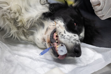 A dog under anesthesia on the operating table. In veterinary surgery, dogs are under general...