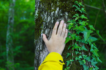 Man touching old tree. Wild nature protection concept