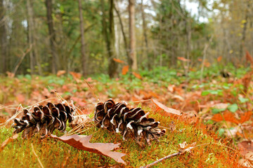autumn background forest. two cones from a tree lie on a moss in the autumn forest. pine cones lie in the moss. beautiful autumn natural background, forest or park. Close-up. space for text, bokeh