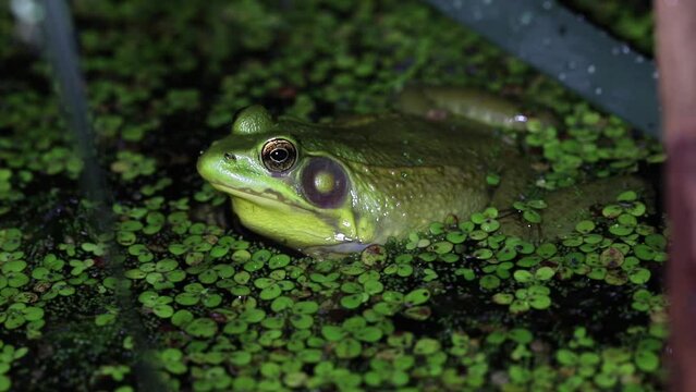 Male green frog (Rana clamitans / Lithobates clamitans) floating among duckweed in a pond at night and calling for a mate.  In the background are other green frog calls and the high-pitched trill of g