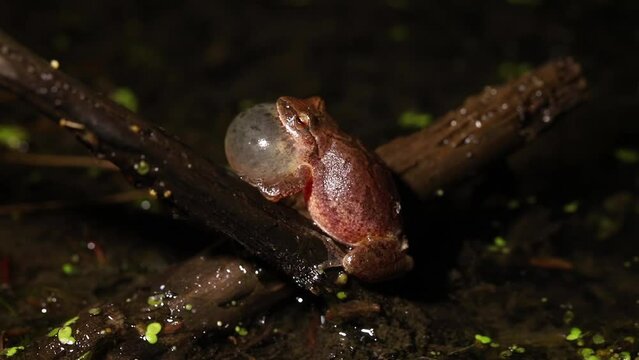 A male spring peeper (Pseudacris crucifer) produces high-pitched "peep" sounds to attract a female for mating in a wetland in northeast Ohio. 