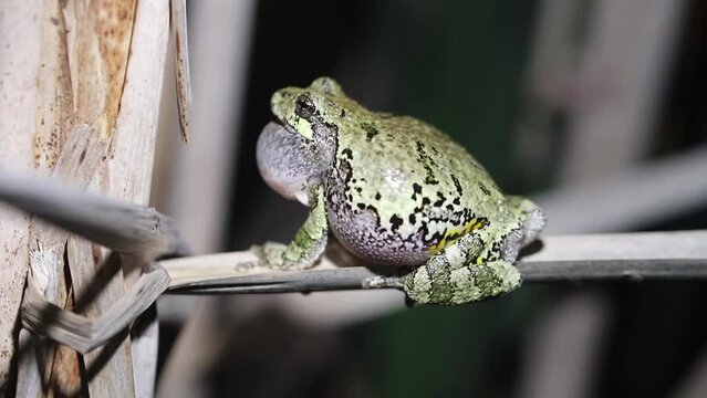 Male Gray Treefrog (Hyla versicolor) perched on an old cattail while it calls to attract a female to mate with. Recorded during May in northeast Ohio. 