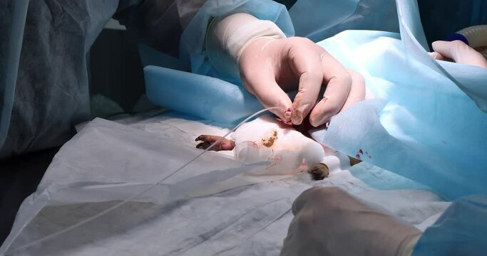 During surgery, the veterinarian inserts a urinary catheter into the guinea pig. A guinea pig suffering from urolithiasis underwent surgery to install a urinary catheter.