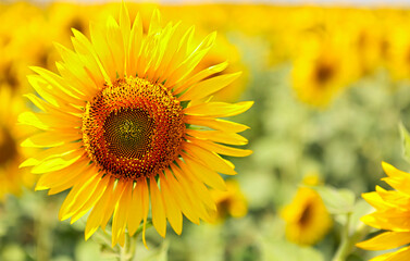Sunflower field with bright sunlight on flower