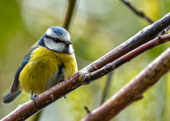 Blue Tit (Cyanistes caeruleus) Outdoors
