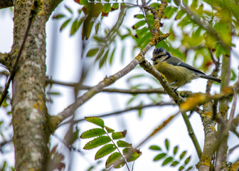Blue Tit (Cyanistes caeruleus) Outdoors