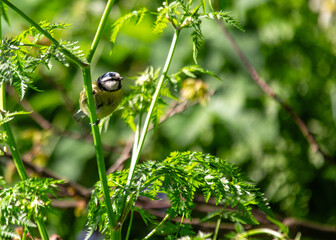 Blue Tit (Cyanistes caeruleus) Outdoors