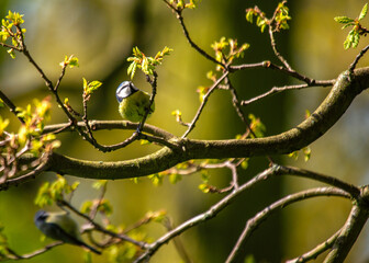 Blue Tit (Cyanistes caeruleus) Outdoors