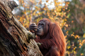 Orangutan (Pongo pygmaeus) Outdoors