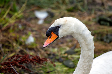 Fototapeta premium Adult White Swan (Cygnus spp.) Outdoors