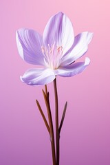 beautiful spring flower on pink background