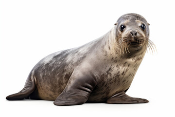 Seal isolated on a white background. Animal side portrait.