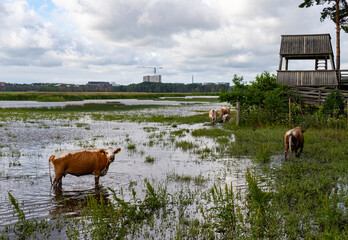 cows in a field