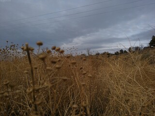 Obraz premium field of wheat