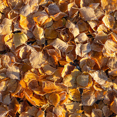 autumn leaves background