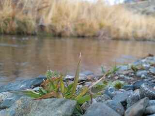 Obraz na płótnie Canvas Weeds by the river bank