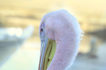 Pelican Portrait