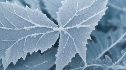 "Frost-Drizzled Foliage: Delicate Beauty Unveiled in Nature's Patterns"