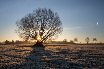 Landscape shot of a bare tree through which the morning sun shines in winter. The grass is frozen....
