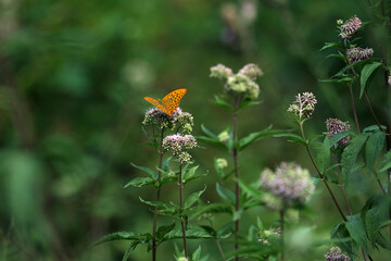 Nature photo of a orange butterfly on a flower and blurred background - Stockphoto	