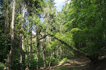 Umgestürzter und entwurzelter Baum an Waldweg nach Unwetter - Stockfoto