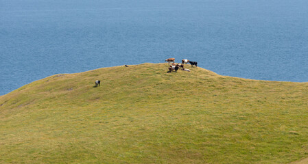 vue sur un troupeau de vache au bout d'une colline recouverte de gazon vert en été